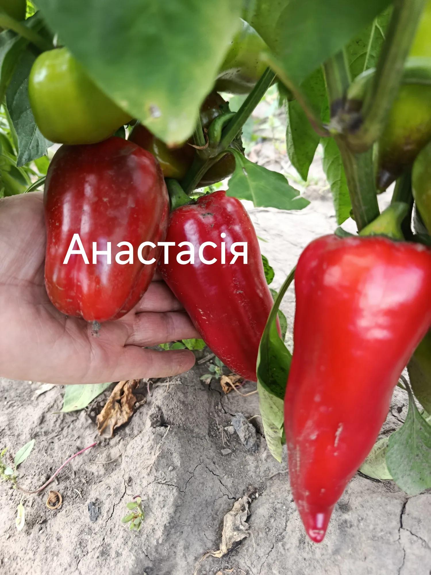 Анастасія